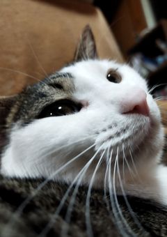 🐷🐇受け小説