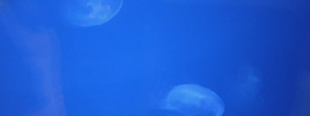 ☆彡流星群☆彡さんの壁紙画像