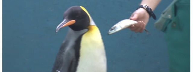 ｻﾒﾁｬﾝさんの壁紙画像