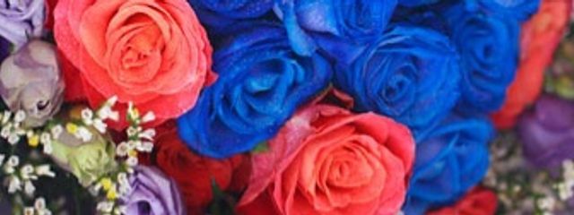 宮涼さんの壁紙画像