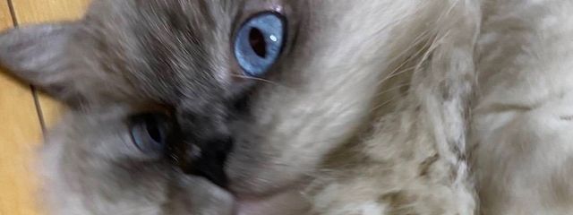 狐絈さんの壁紙画像