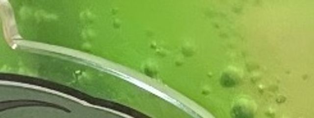 ちり さんの壁紙画像