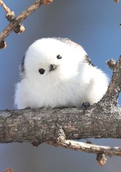 しーちゃん先生の日記