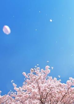 私の人生は桜のように