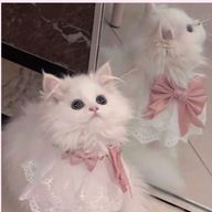 桃乃るあさんのアイコン画像