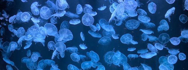 Mioさんの壁紙画像