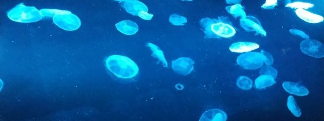 しゅか  。さんの壁紙画像