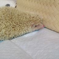 はなさんのアイコン画像