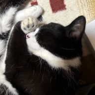 海扇さんのアイコン画像