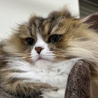 推しが尊い人さんのアイコン画像