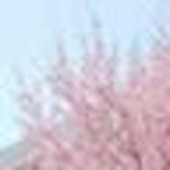 ランさんのアイコン画像