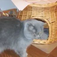 恋する僕ちゃんさんのアイコン画像