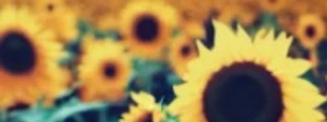 トモ 🌈☘️さんの壁紙画像