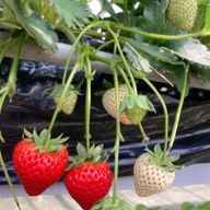 みみさんのアイコン画像