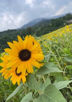 ＿＿向日葵 の 咲くように＿＿