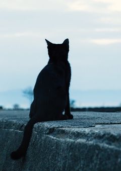 黒猫に育てられた少女