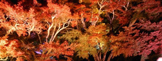 鬼武舞璃さんの壁紙画像