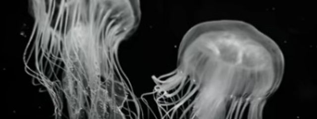 ใกใใซใ(๐ๅฐ)ใใใฎๅฃ็ด็ปๅ