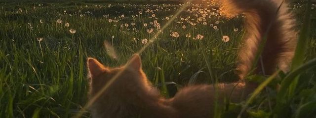 譚さんの壁紙画像