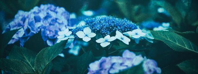 白雪さんの壁紙画像