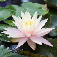 白雪さんのアイコン画像