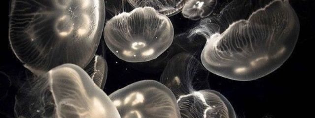 𝘆𝗮𝗺𝗮さんの壁紙画像