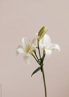 俺はお前の特別。