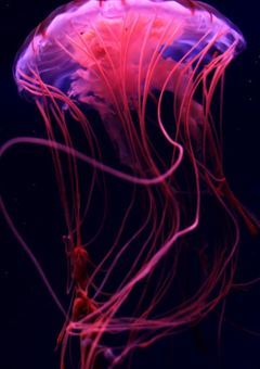 クラゲの手紙はとどかない