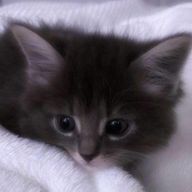 😼さんのアイコン画像