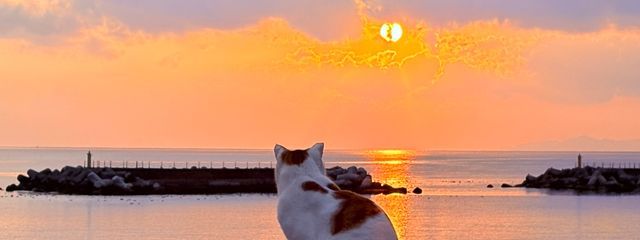 僕だおさんの壁紙画像