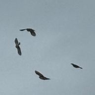 vanillaさんのアイコン画像