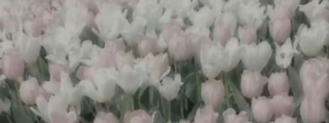 。さんの壁紙画像