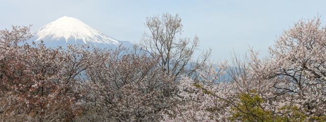 Anzさんの壁紙画像