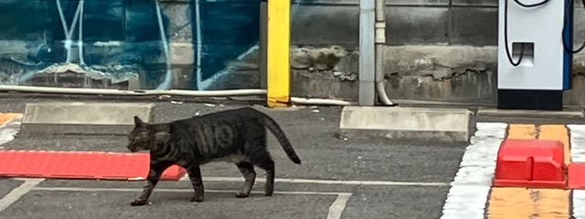 ブラックキャットさんの壁紙画像