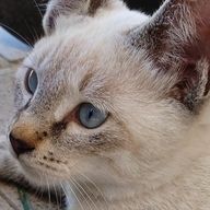 とりゃかいさんさんのアイコン画像