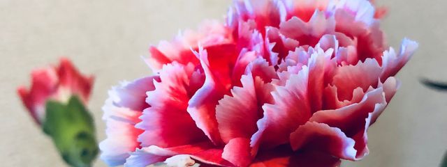 七人🍯🫧さんの壁紙画像