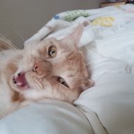 レイさんのアイコン画像