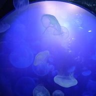 むゆきさんのアイコン画像