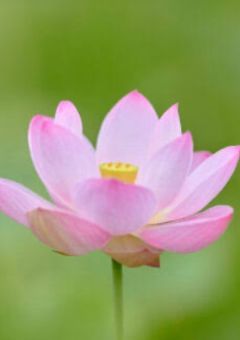 　態 度 冷 た く し た ら 、愛 さ れ ま し た  。