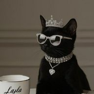 もちさんのアイコン画像