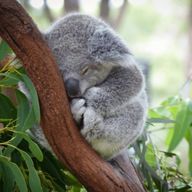 RIMUさんのアイコン画像