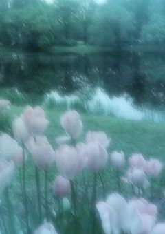 写真集