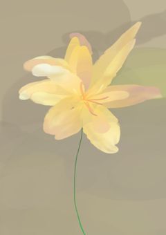 カサブランカ様5641