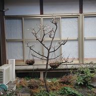 あべさく推し　あざとい警察逮捕ーー！さんのアイコン画像