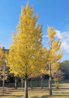 トレジャーハント！～夢幻迷宮の秘宝を求めて～