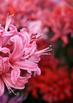 ネリネ の 花束を君に捧げよう 【 njsj ✧ 参加型 】