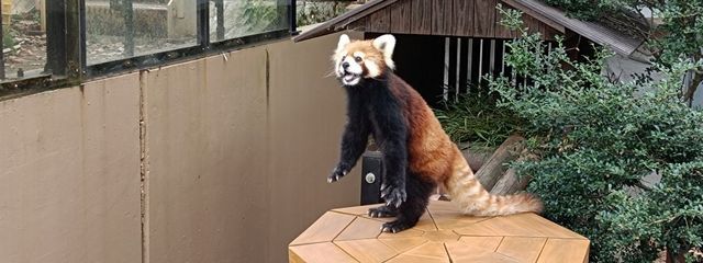 すいれさんの壁紙画像