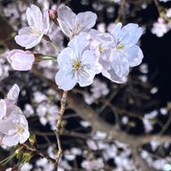 懐中時計さんのアイコン画像