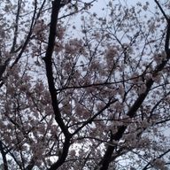 　莉音さんのアイコン画像