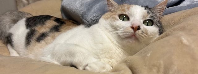 ｧｨ(｡･д･)ゞさんの壁紙画像